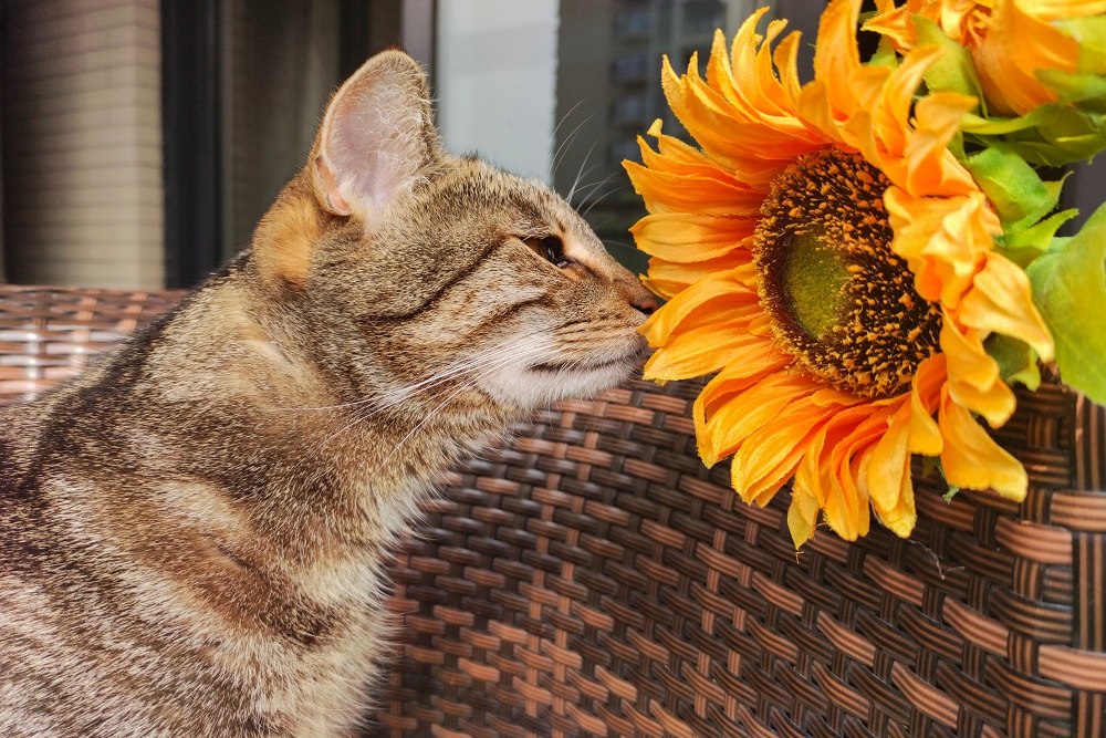 21 flores aptas para gatos que puedes comprar o cultivar