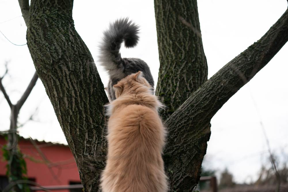 cat smelling another cat's butt outdoors