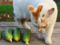 cat smelling cucumbers