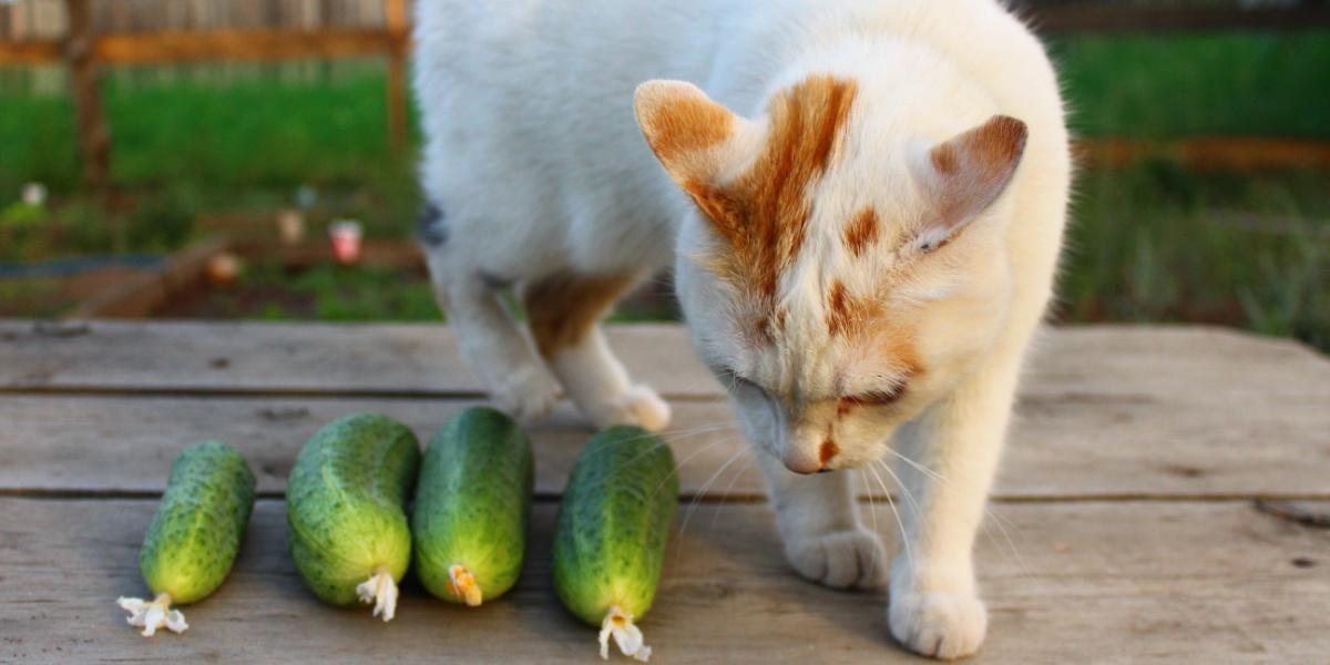 cat smelling cucumbers