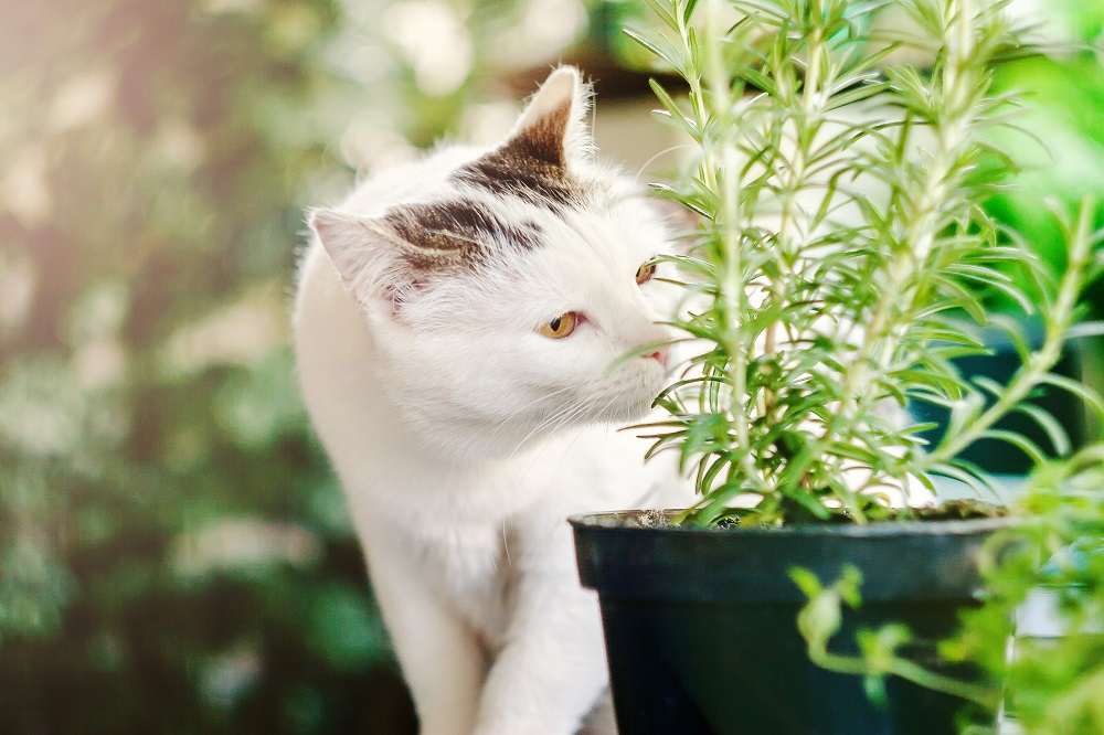 cat sniffing herbs