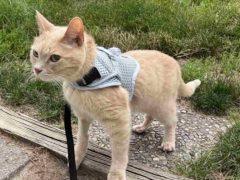 cat using sleepypod harness