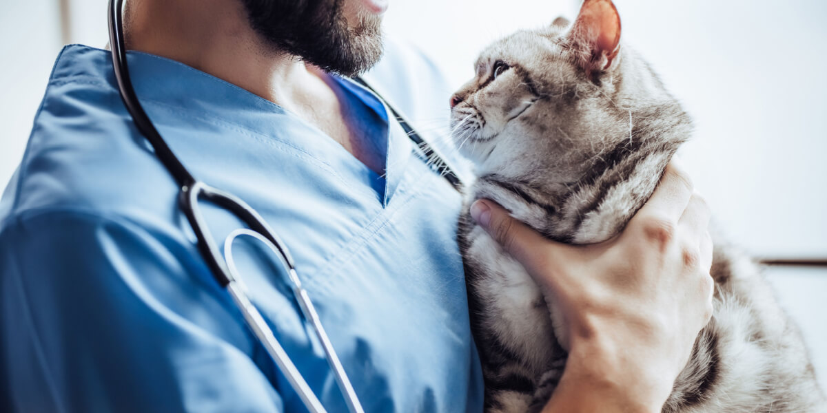 cat with vet