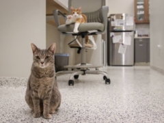 cats in the cat vet
