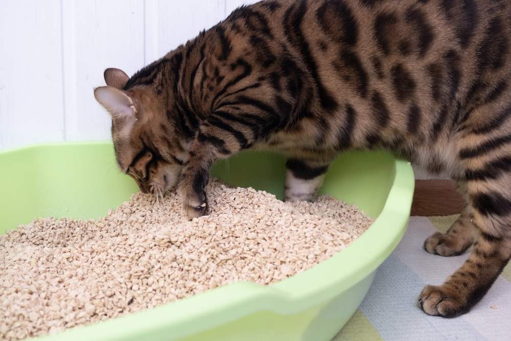 el gato limpio usa su propia caja de arena