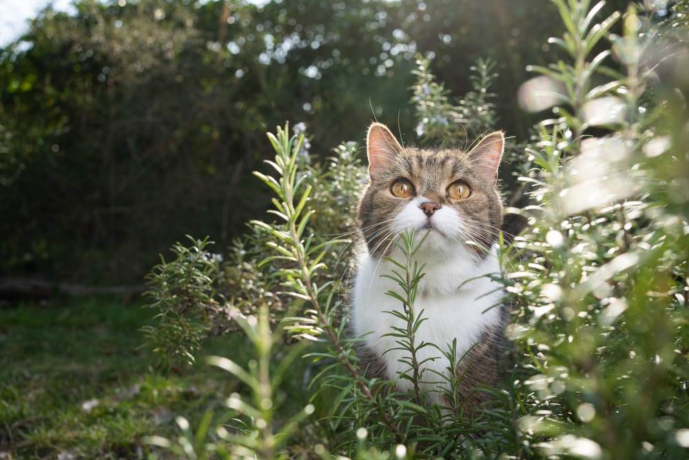 cute cat standing in rosemary bush