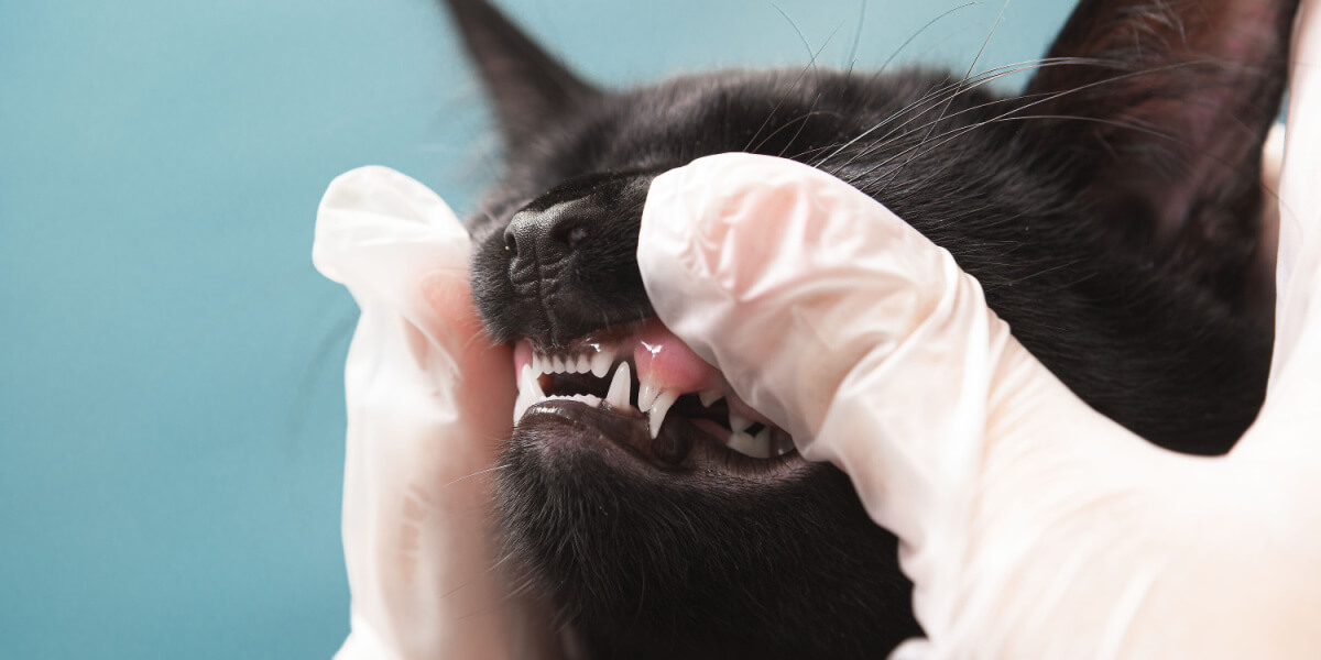 Cat with retained deciduous tooth