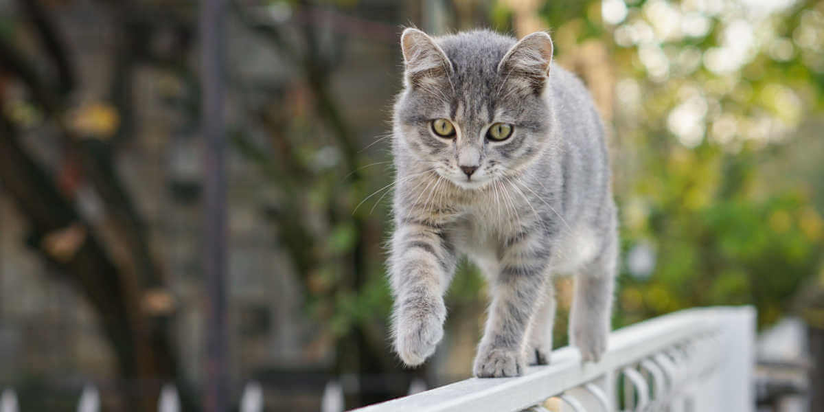 cat walking across fence
