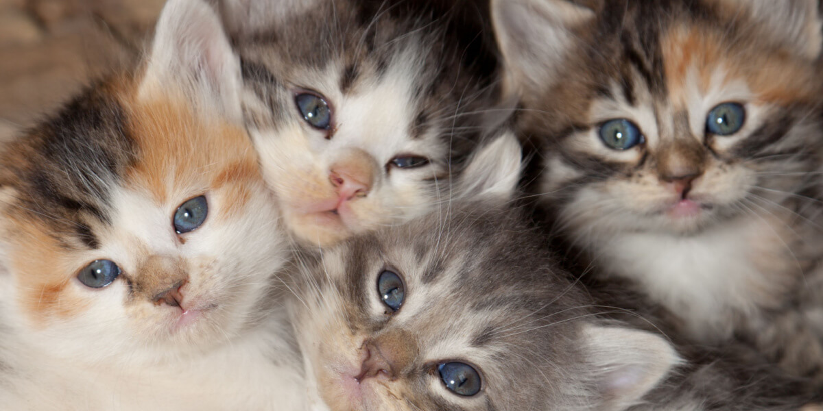 Cuatro lindos gatitos