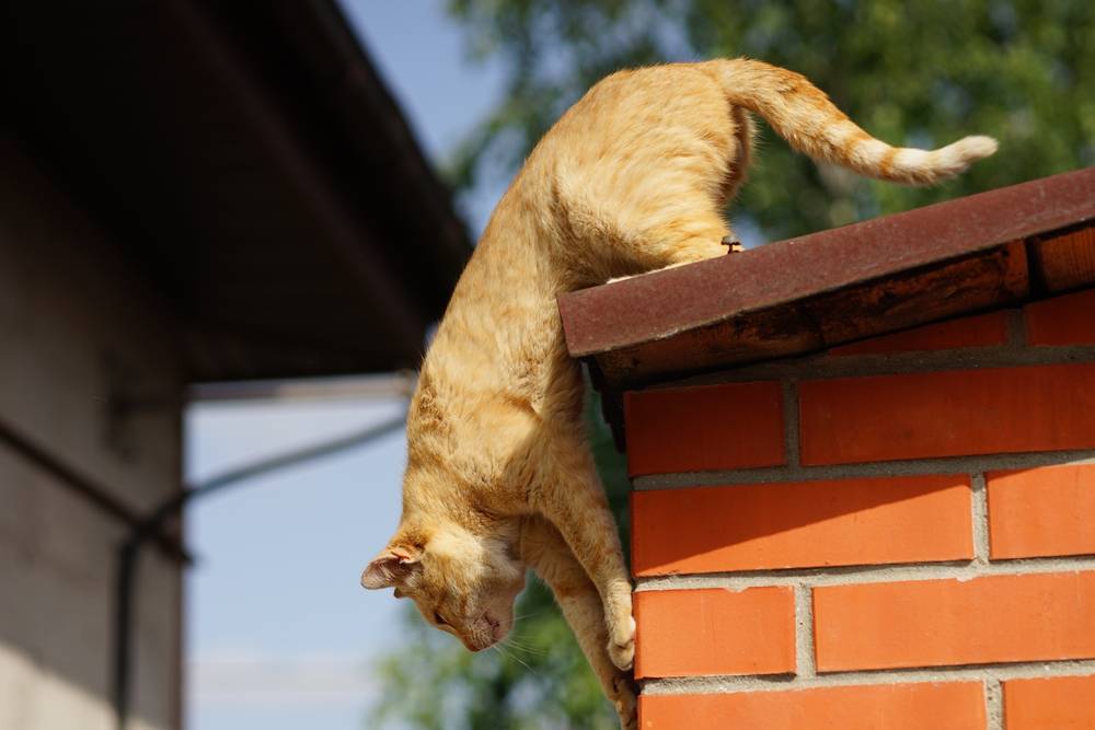 el gato jengibre está listo para saltar desde el techo rural