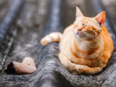 ginger cat laying on roof