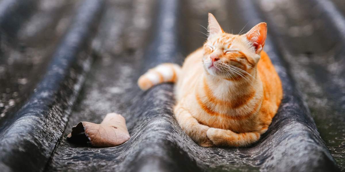 ginger cat laying on roof