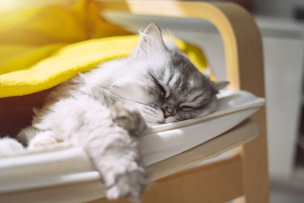 gato gris cubierto con una manta durmiendo