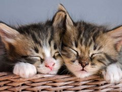 Two young tabby kittens