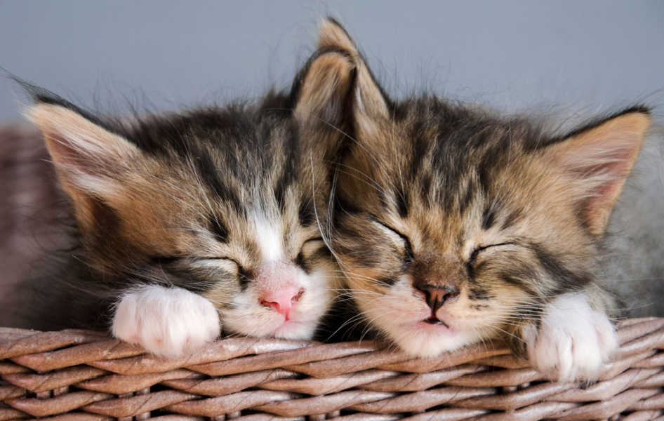 Dos jóvenes gatitos atigrados
