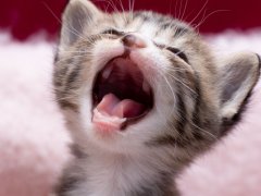 Kitten with open mouth