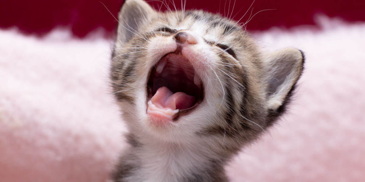 Gatito con la boca abierta