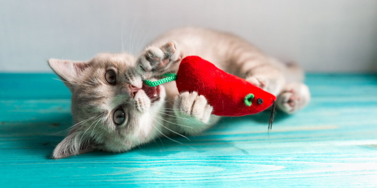 Gatito jugando con un juguete