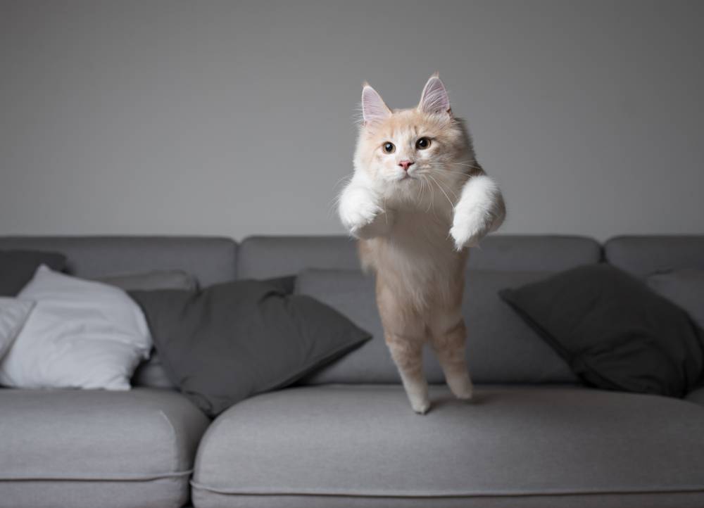 gato maine coon a punto de saltar sobre un sofá gris