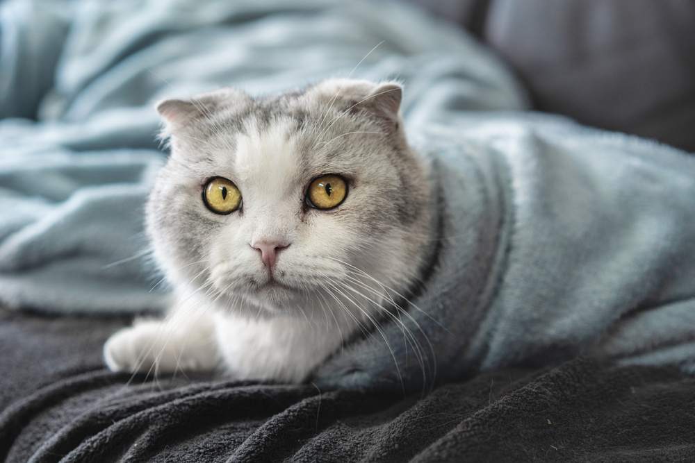 gato munchkin envuelto en mantas