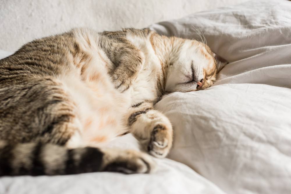 gato atigrado obeso durmiendo