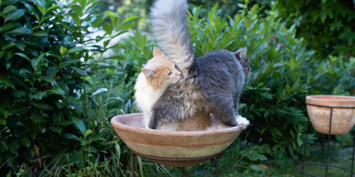 Image depicting one cat engaging in scent investigation by sniffing the rear end of another cat, a natural behavior that facilitates communication and recognition among felines.