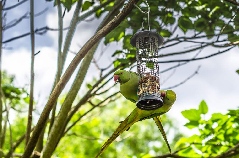 parakeets eating and hanging from a bird feeder