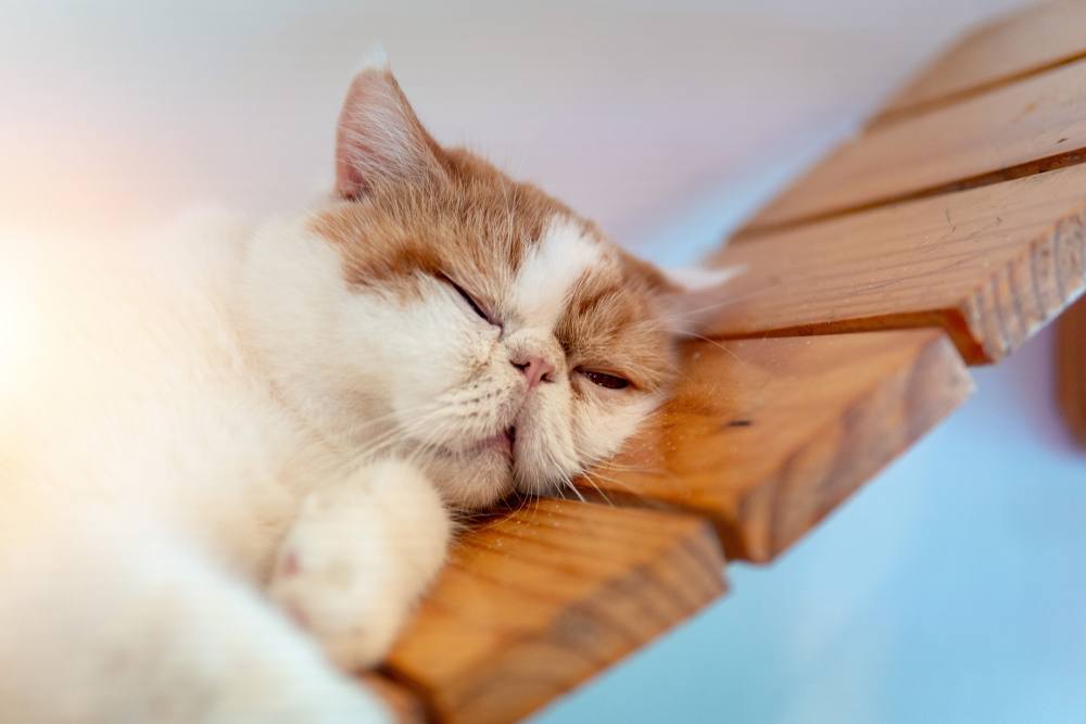 The image features a Persian cat in a state of restful slumber.