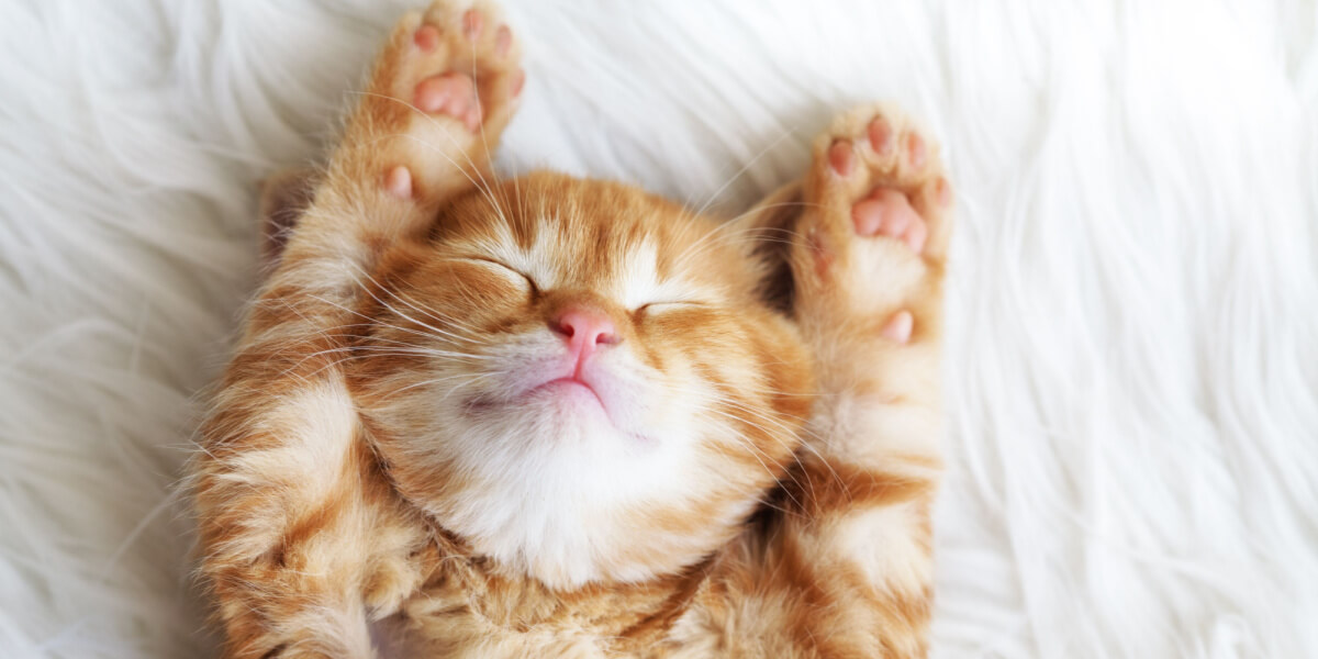 Image of a relaxed kitten.