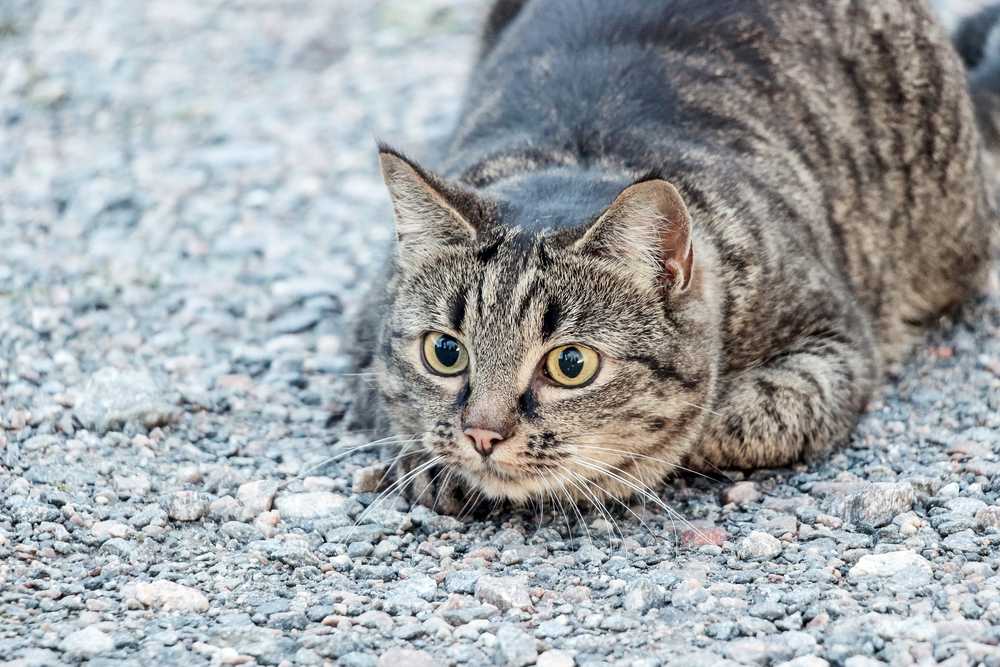 striped brown cat lying on ground
