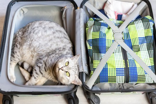 The Complete Guide To Flying With Your Cat