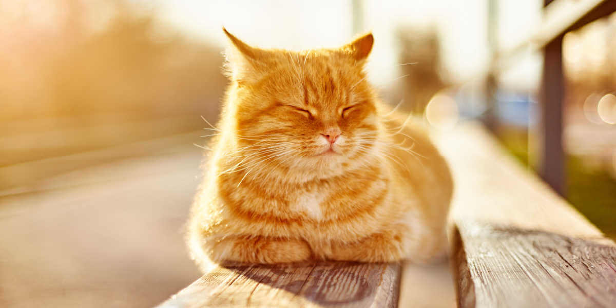 Ginger cat sunbathing