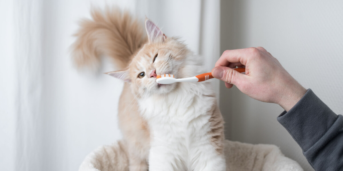 Cat having their teeth brushed