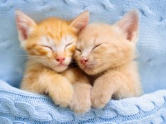 two ginger kittens together