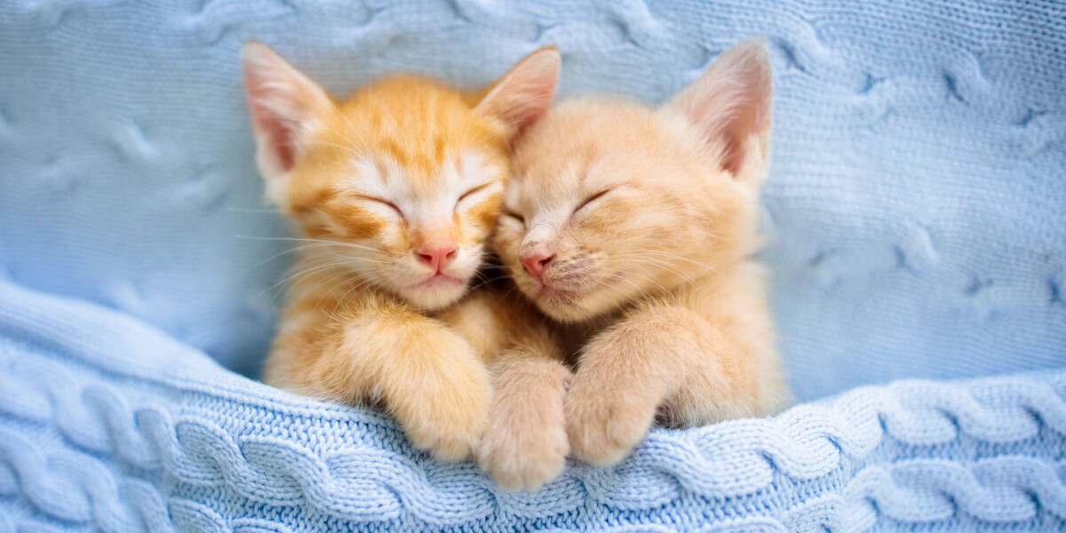 dos gatitos de jengibre juntos