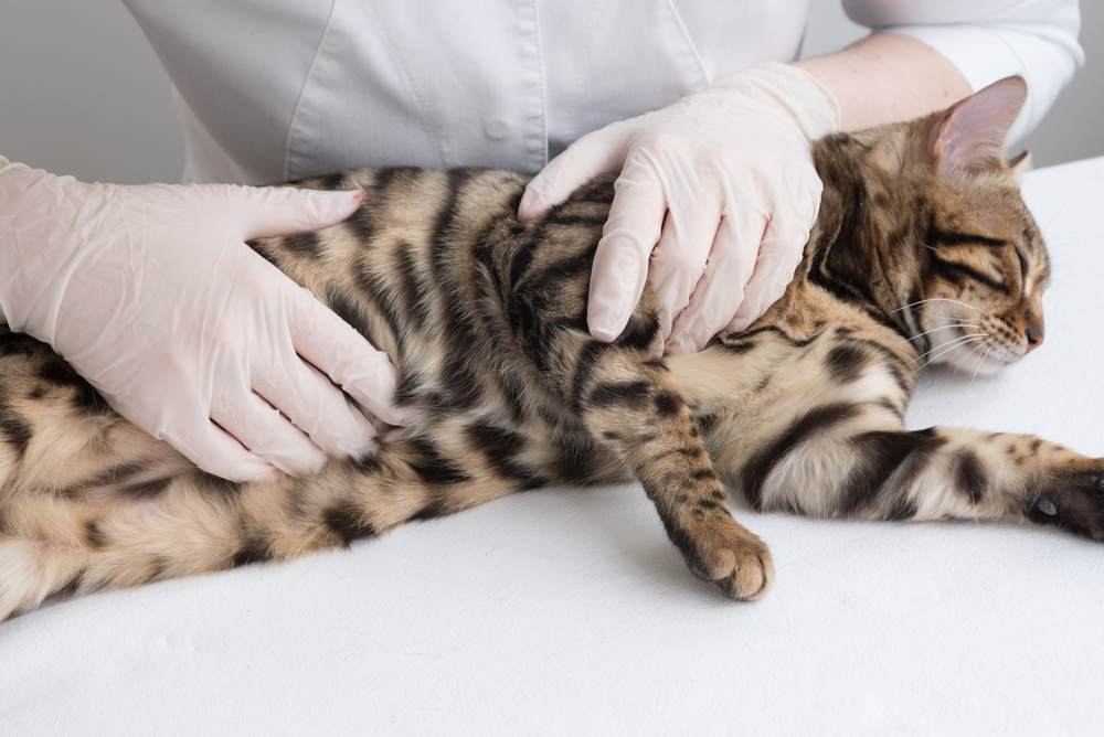el veterinario huele el estomago del gato