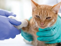 vet treating cat snake bite
