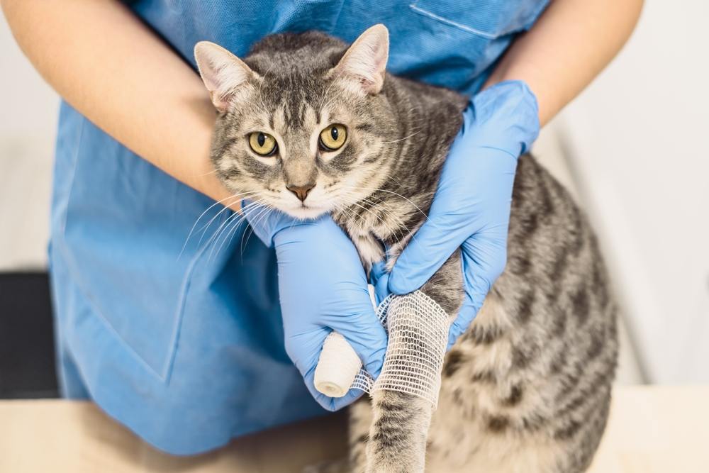 veterinarian doctor bandaging