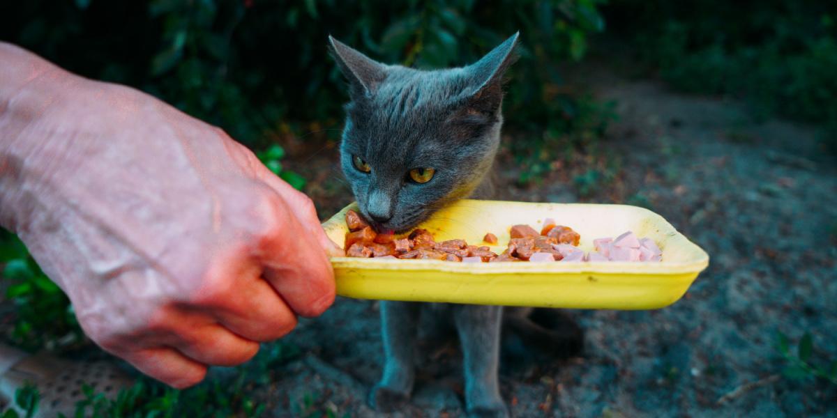 volunteer feeds a gray hungry stray cat