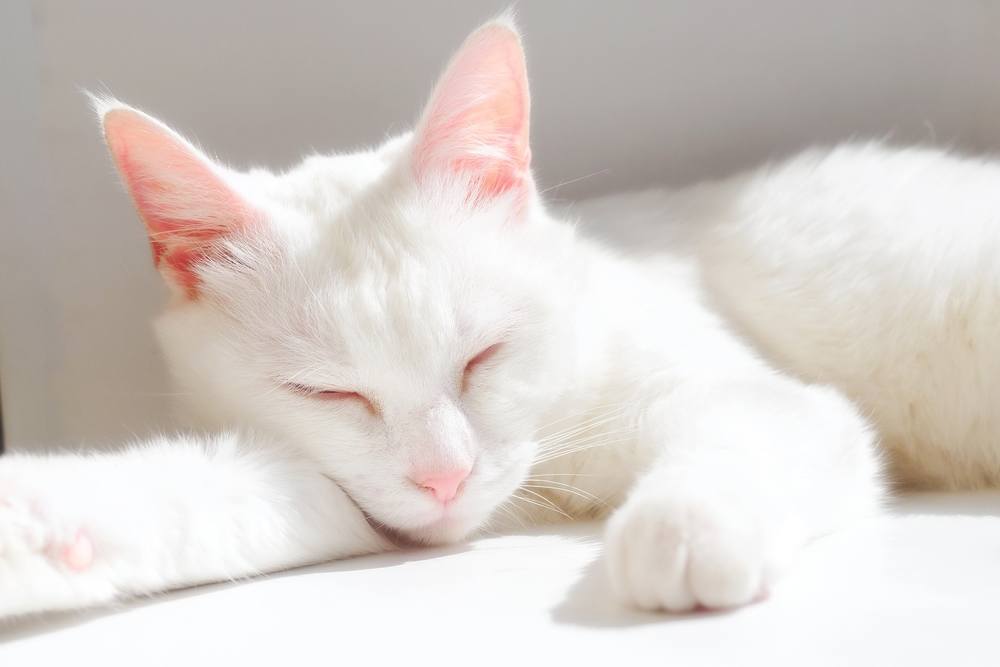 The image portrays a white cat in a state of peaceful sleep.