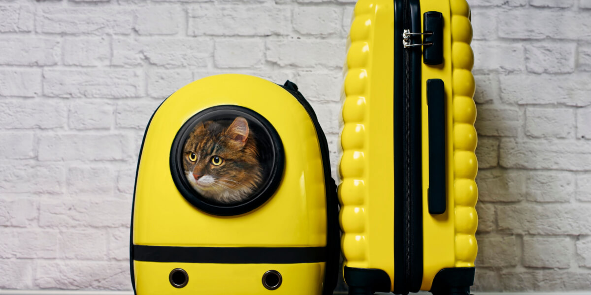 Cat in yellow carrier near suitcase