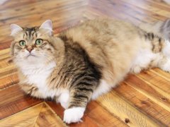 Brown Siberian Cat Laying Lounging on Table