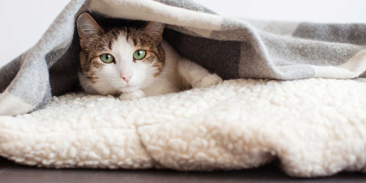 Cat cold under blanket
