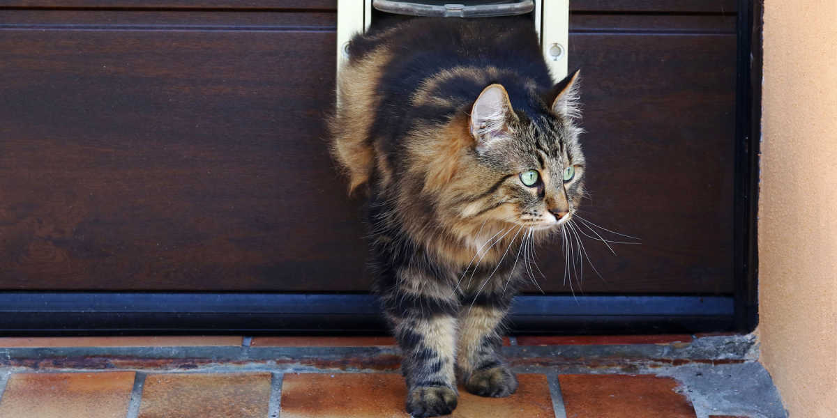 A curious cat peeking through a cat door to the outside, contemplating whether to venture outdoors.