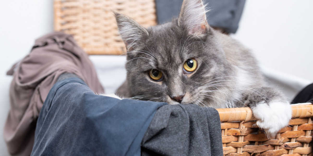 Cat in laundry basket