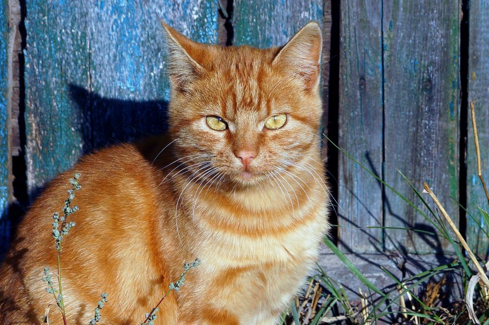 10 maneras fáciles de proteger una cerca de los gatos
