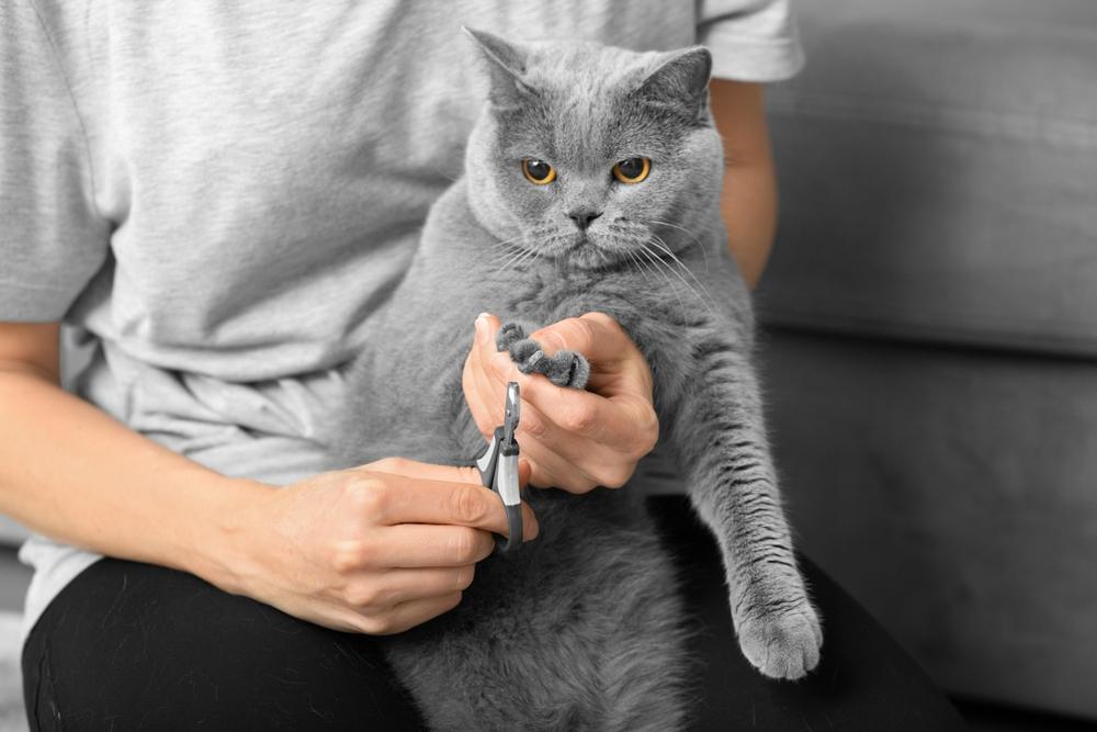 A cat having its nails trimmed by a human caregiver, with a focused and cautious approach to ensure the cat's comfort and safety during the grooming process.