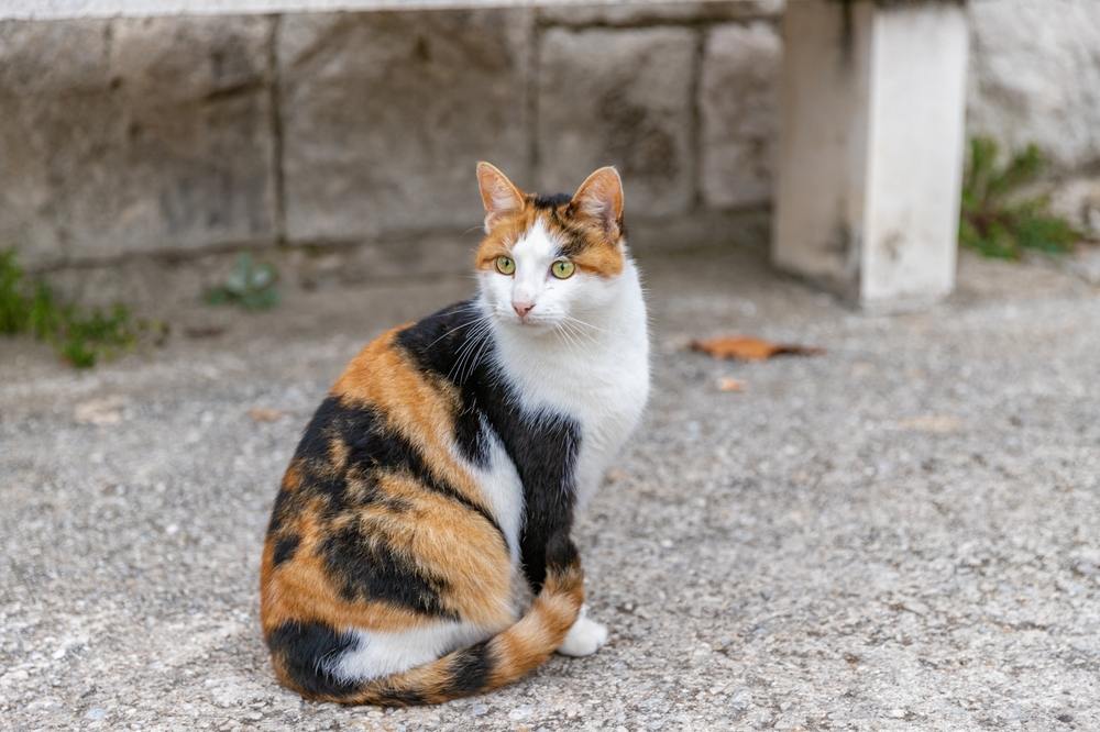 A cat sitting on the street, observing its surroundings.