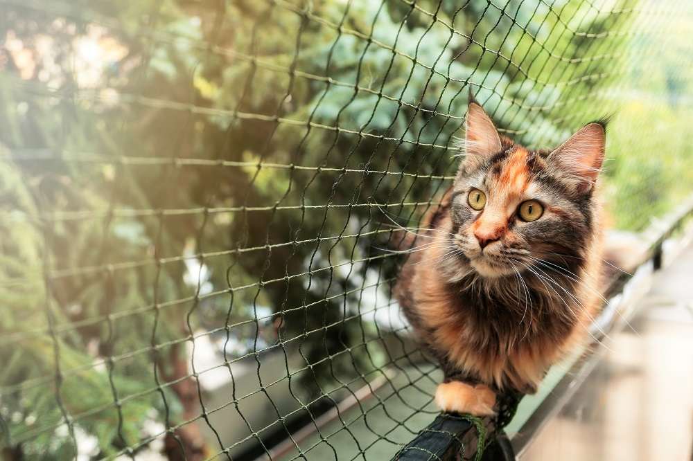 Cat with protective fence