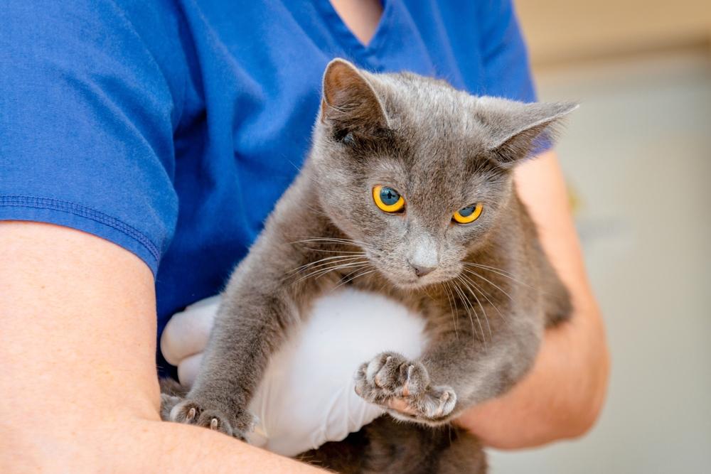 An endearing image of a veterinarian holding a cute Burmese cat in a clinical setting, reflecting the bond between a caring medical professional and their feline patient.